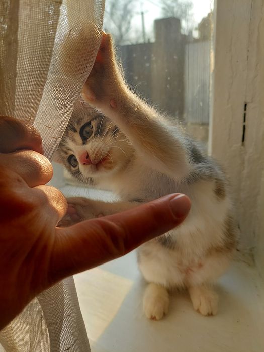 Котенок мальчик 3 мес.