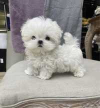 Bichon Maltez Mini Toy