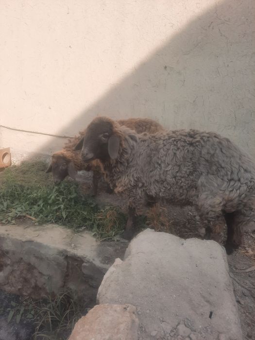 Мода баррала сотилади