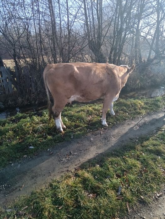 Vând vacă bălțată românească