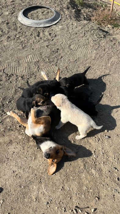 Күшіктер/щенки в добрые ркуи