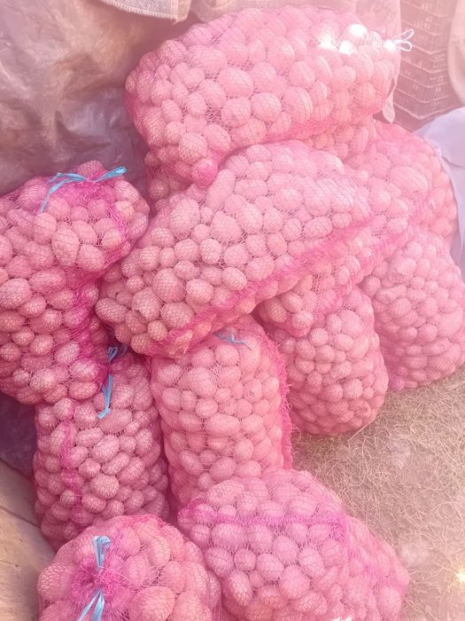 Vând cartofi pentru animale