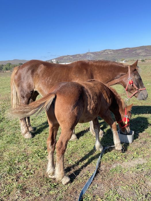 Vand manz din prima sapt iunie
