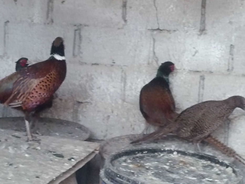 Fazani comuni tineri