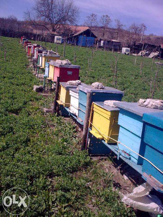Familii de albine