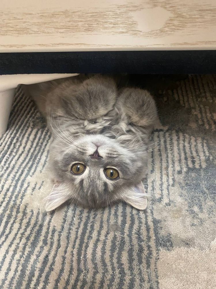 Вислоухая кошка