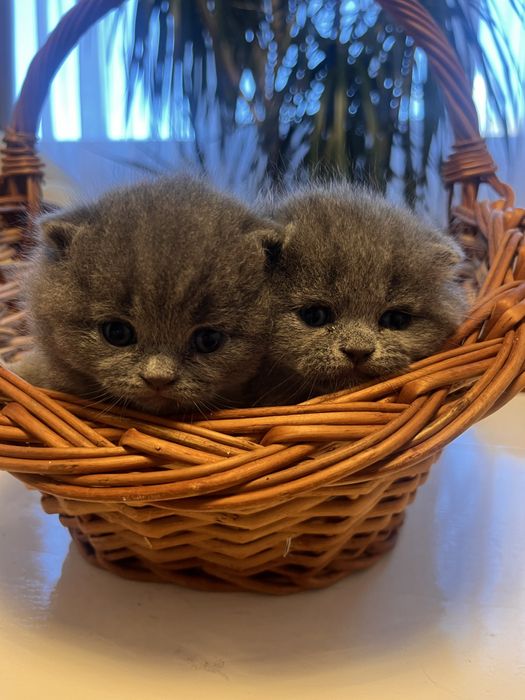 Pui brithis shorthair