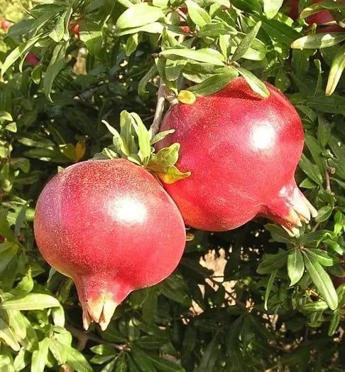 Pomi Fructiferi la Ghiveci (Soiuri de Rodiu )