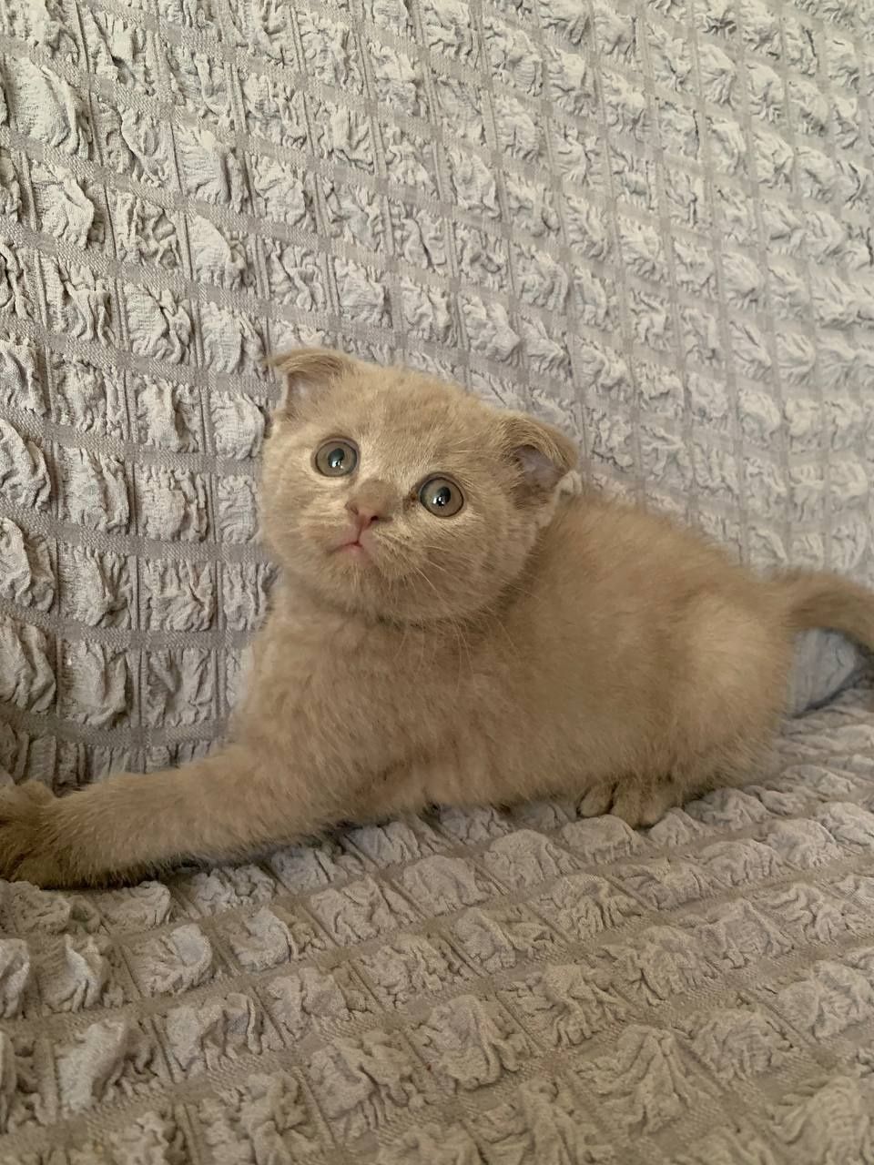 Scottish fold mushuk
