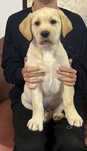 Labrador retriever mascul Pedegree tip A parinti campioni
