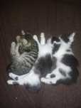 Дарю котят в добрые руки