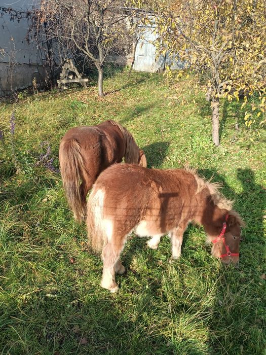 Vând poneită cu vârsta de 8 luni