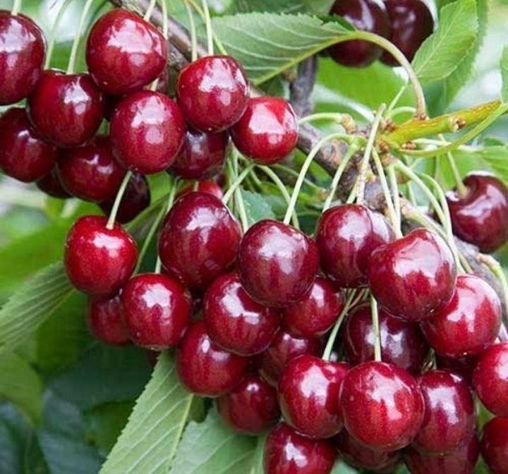 Cires (Soiul Regina )