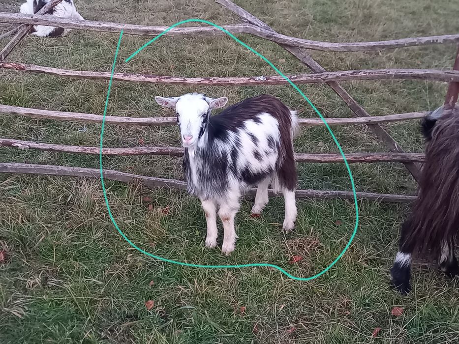 Vand capre bune de tinut