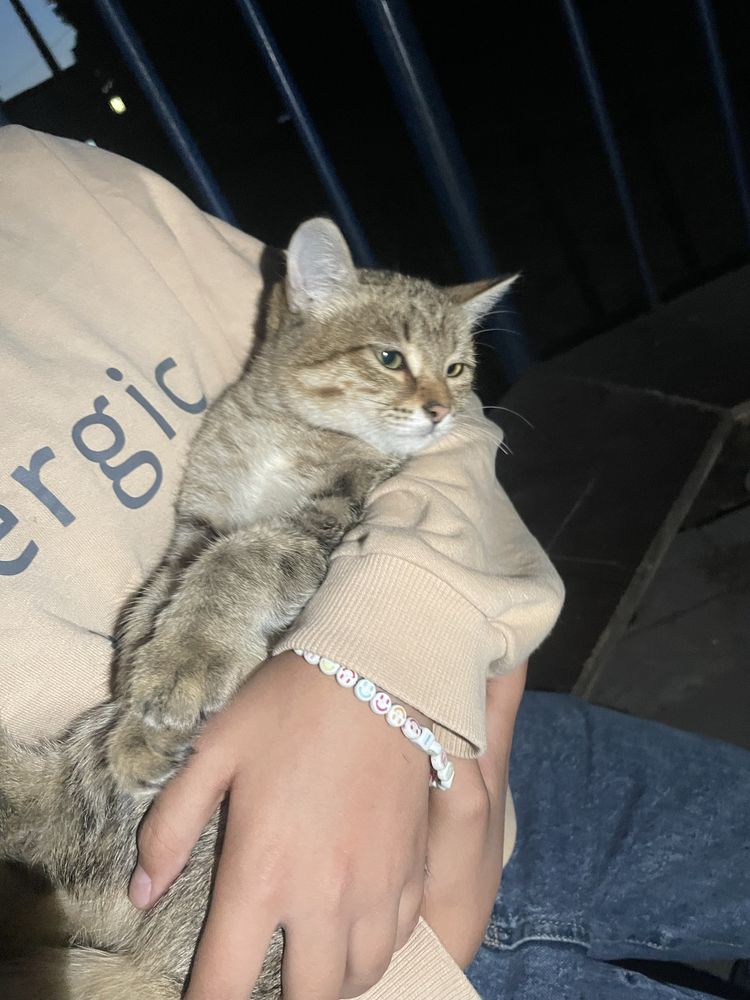 Кошка пародистая