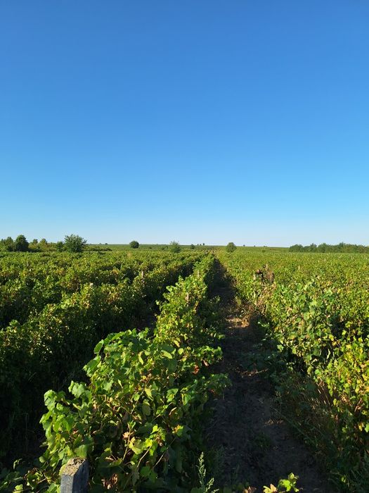 Struguri pentru Vin – Tâmboiești, Vrancea  Producător
