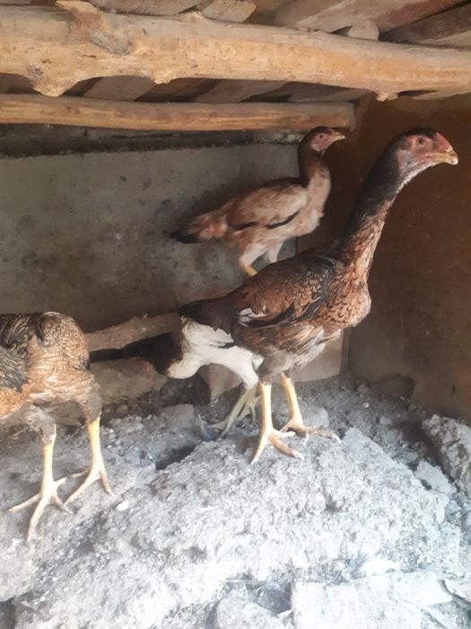 Dakan mokion tovuqlari