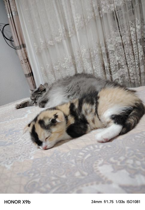 Котёнок девочка продам