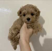 Maltipoo Mini Toy Rasa Apricot