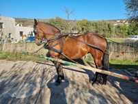 Iapă metis friesian