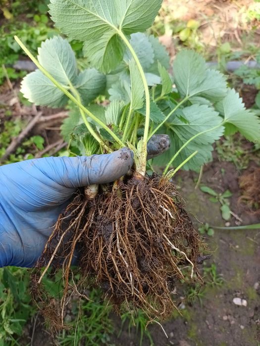 Stoloni capsuni remontanti, zmeura remontanta, smochin de la 0,60 lei.