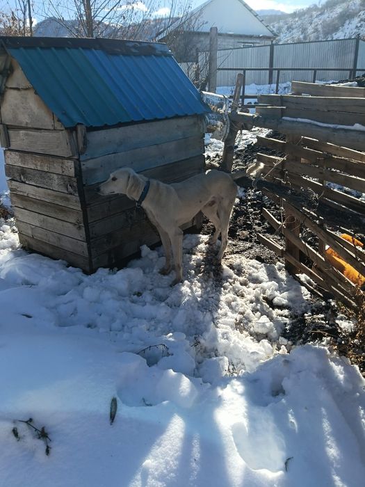 Тазы сатылады еркек