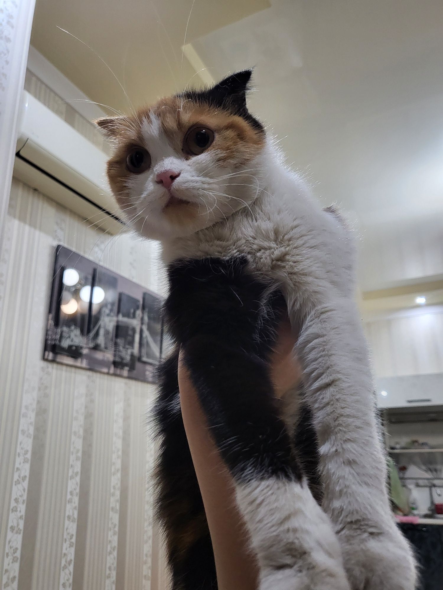 Продаётся кошка паспорт есть