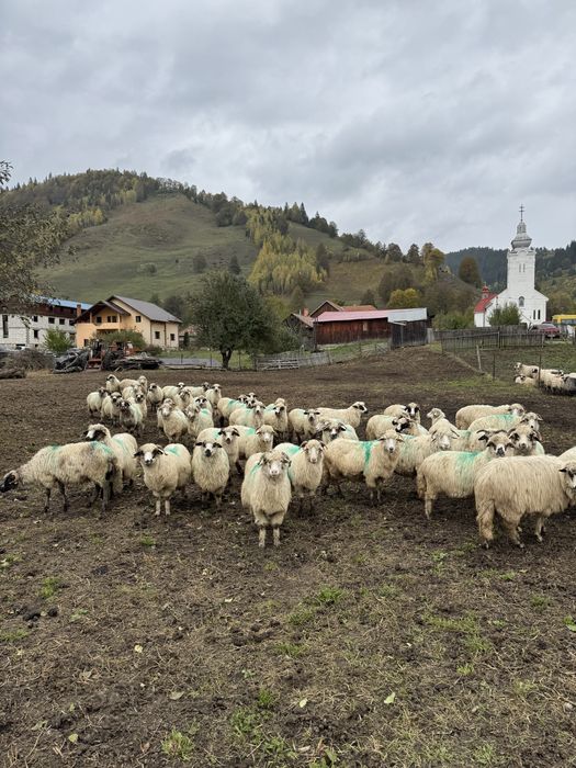 Vand sau schimb oi bune si oi de reforma