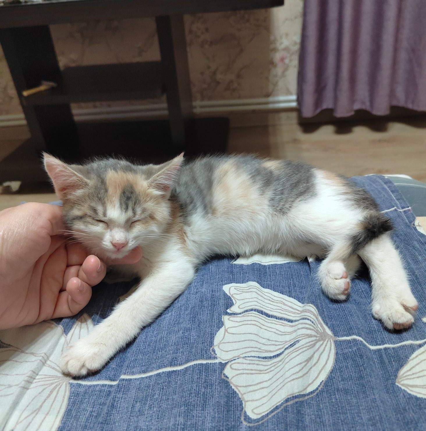 Продам котят метисов