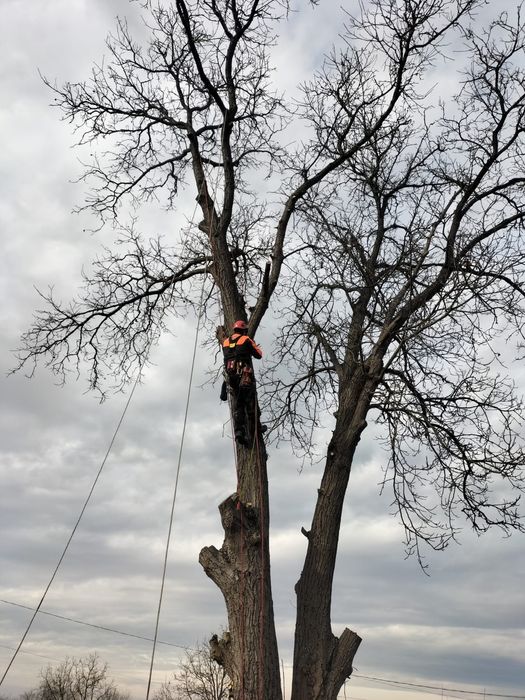 Toaletare, defrisare, taiere, reducere coroana arbori