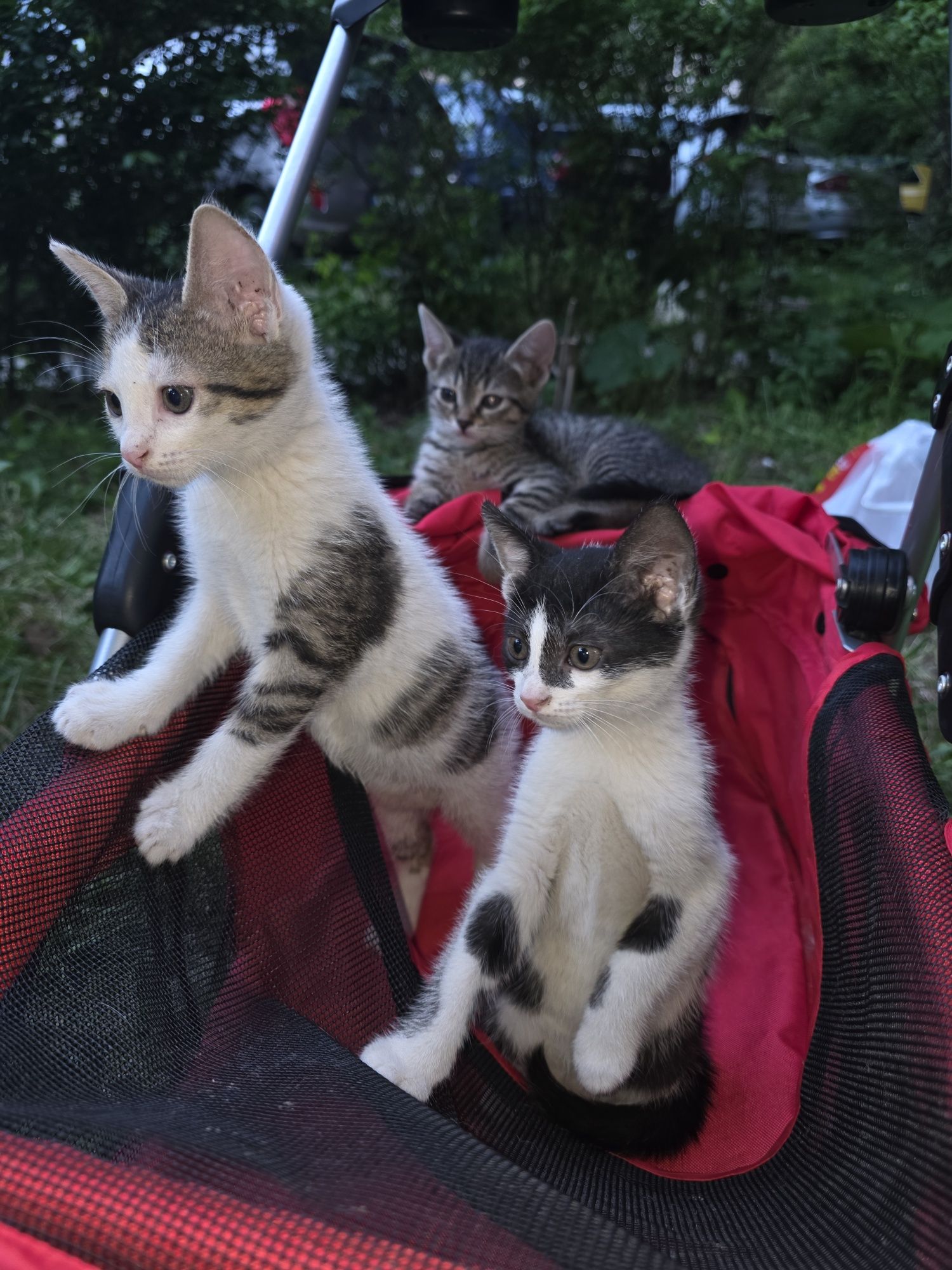 3 котенца, родени на 10.04. търсят домовете си