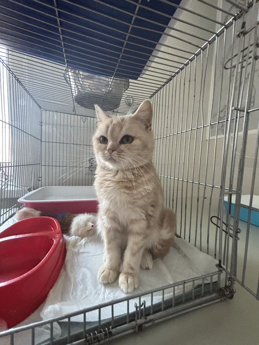 Пристраивается в добрые руки кошечка