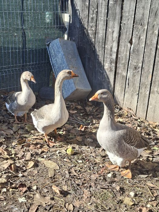 De vânzare 2 gâște și un gâscan