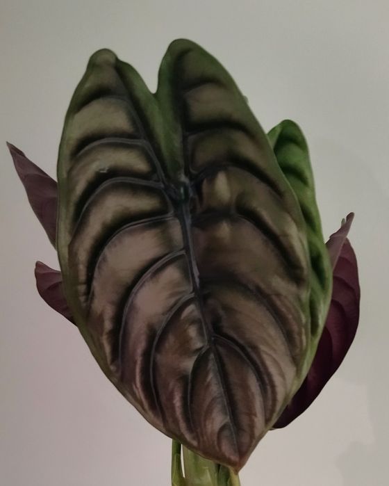 Алоказия Red Secret, Бамбино