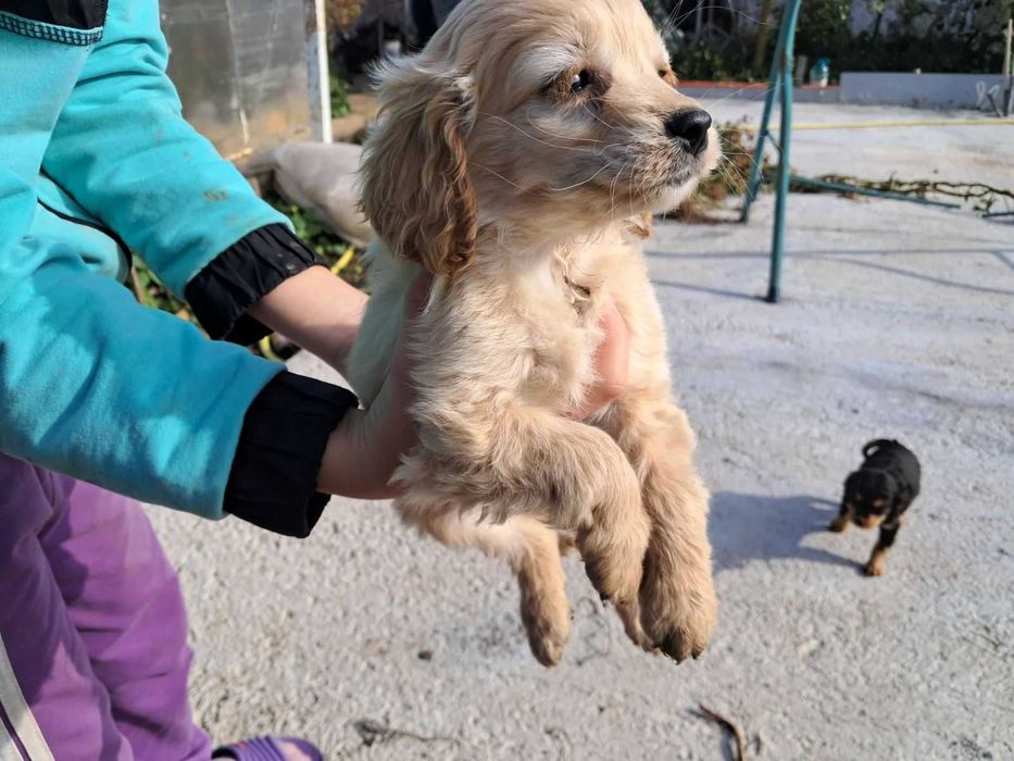 Американски Кокерчета