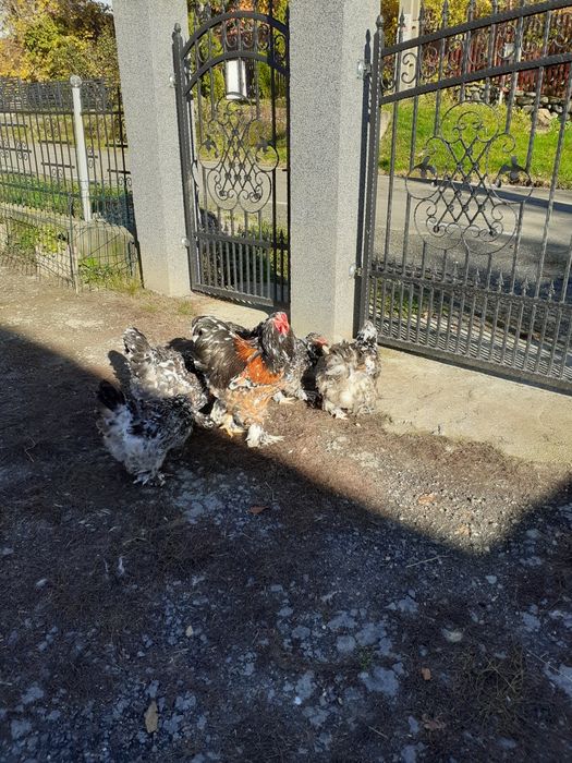 Ouă brahma porțelan