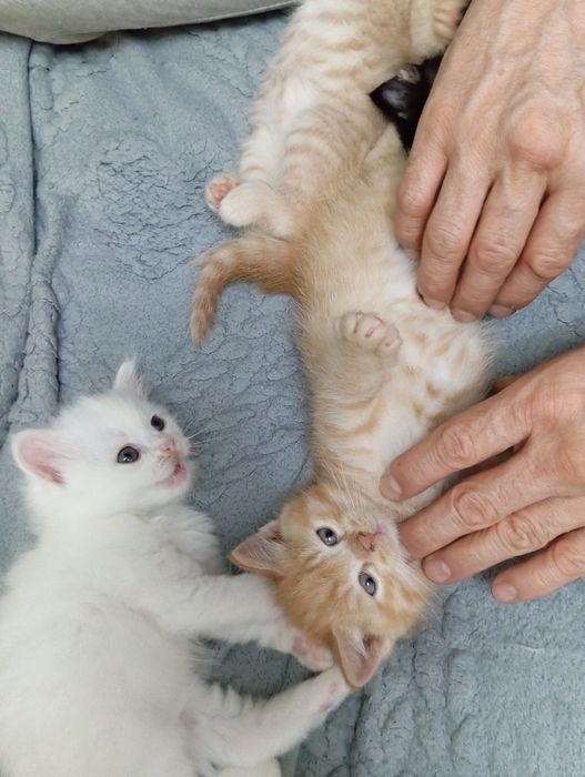 Котята в хорошие руки