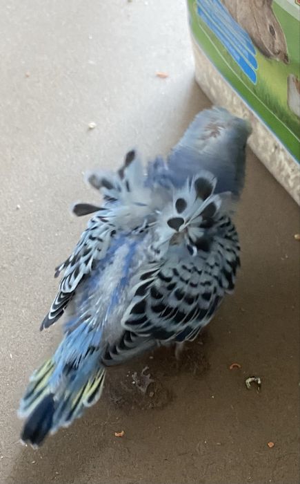 Perus pui, hagoromo , albastru