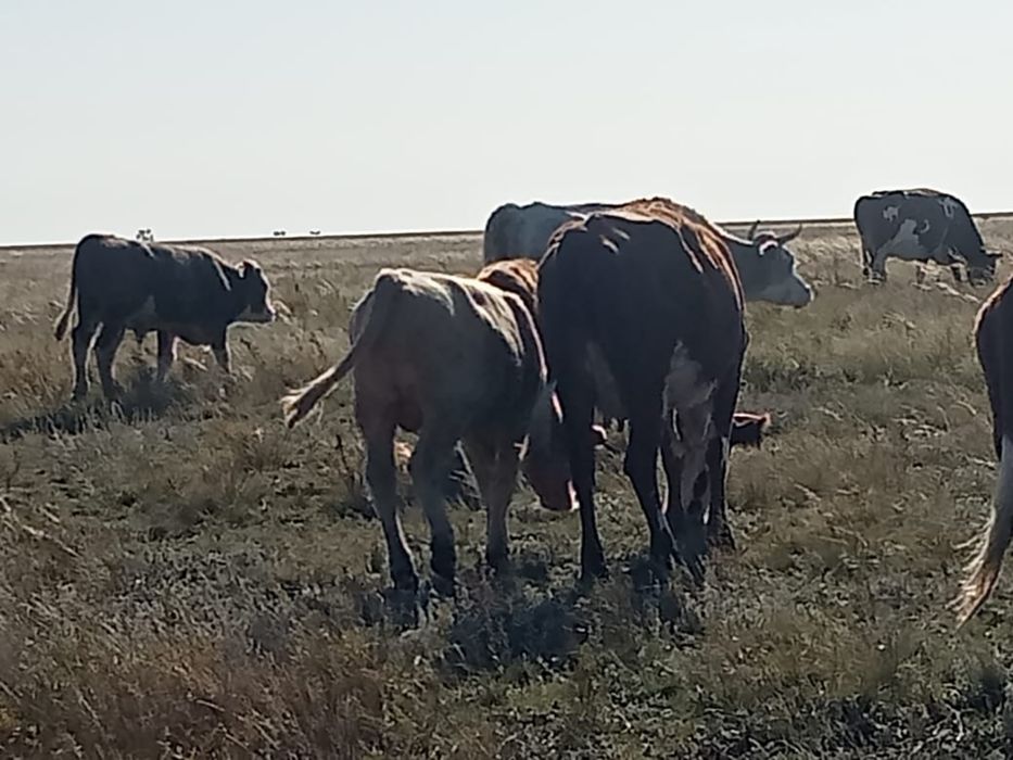 Сиыр бұзауымен, 1.8 жасар еркек бұқа сатылады