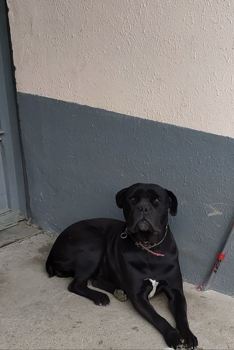 Щенки Кане Корсо