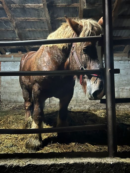 Iapa de vanzare monta ecografiata