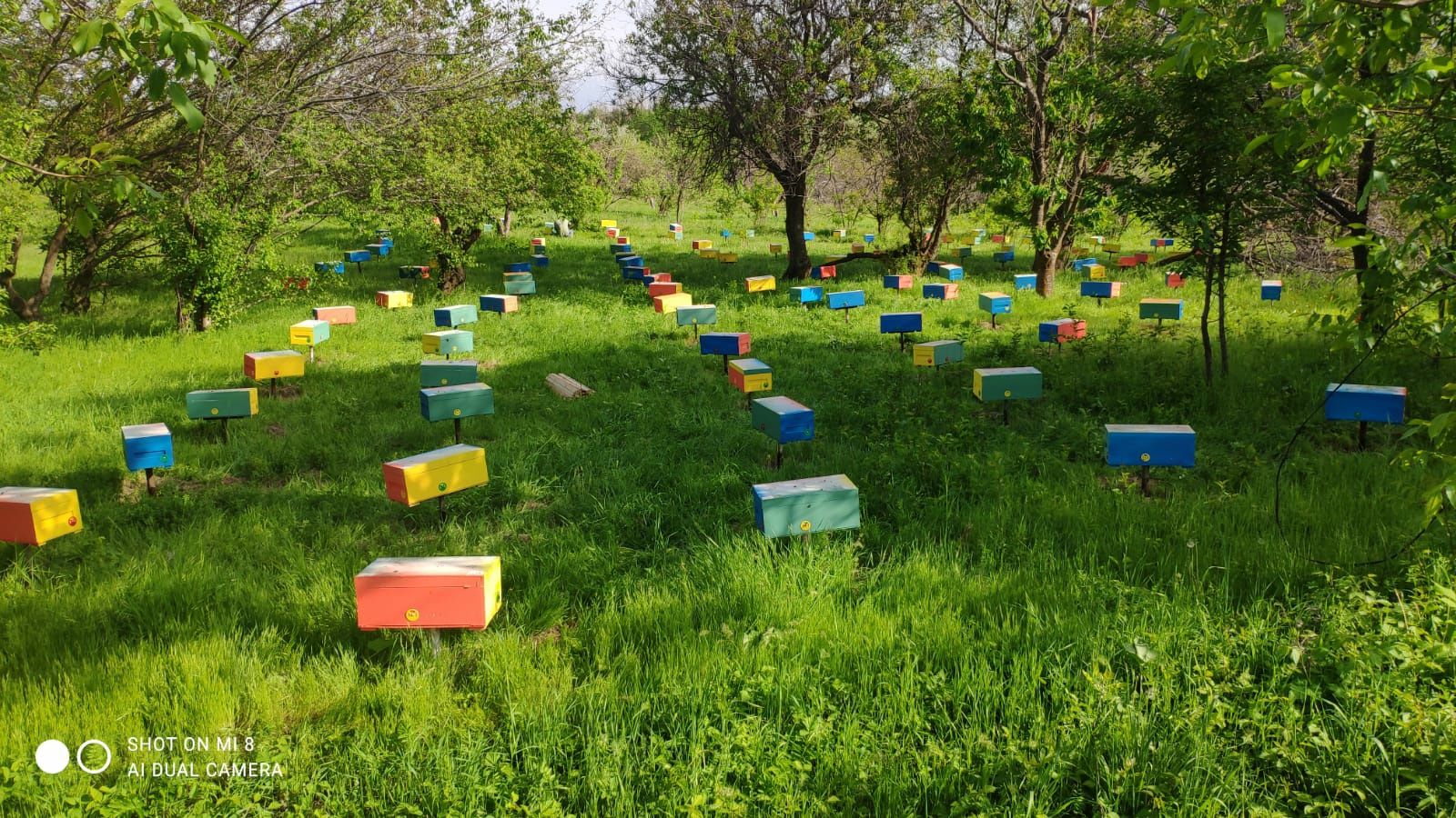 Мёд,пыльца,прополис