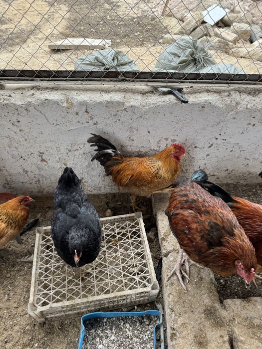 Продаются петухи молодые