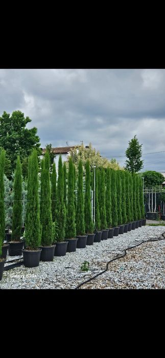 Vând cupressus sempervirens de mai multe dimensiuni