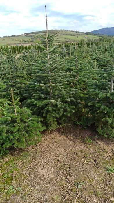 Brazi Arginti și Verzi