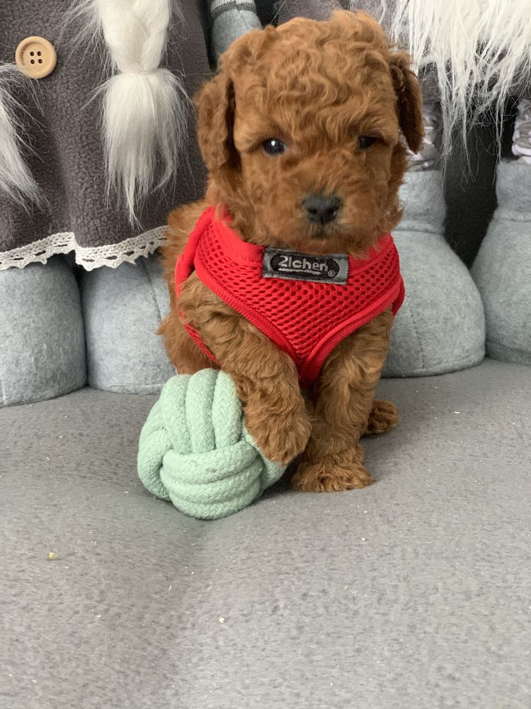 Пудел той Poodle toy с родословие