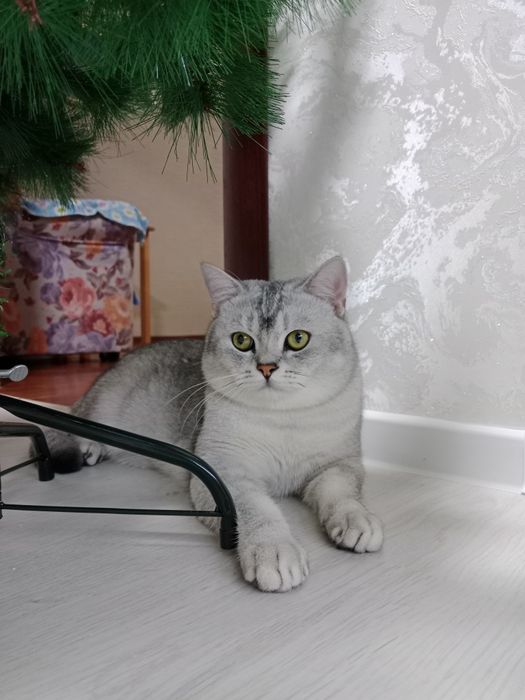 Кот на вязку. Британец, окрас шиншила, серебро, ждет невест на своей