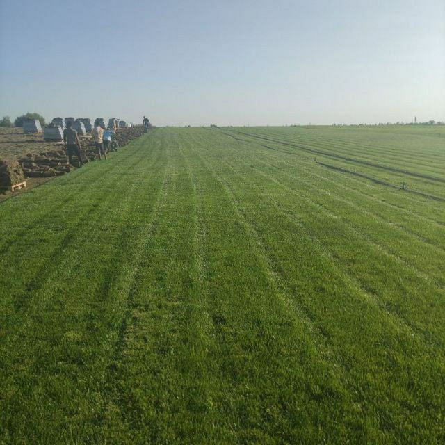 Gazon ekish archa kesish