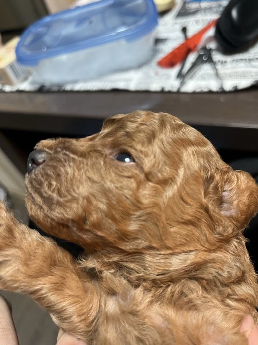 Той пудели момчета