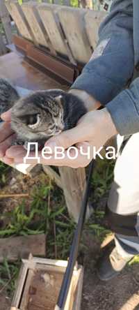 Кошечка ищет дом